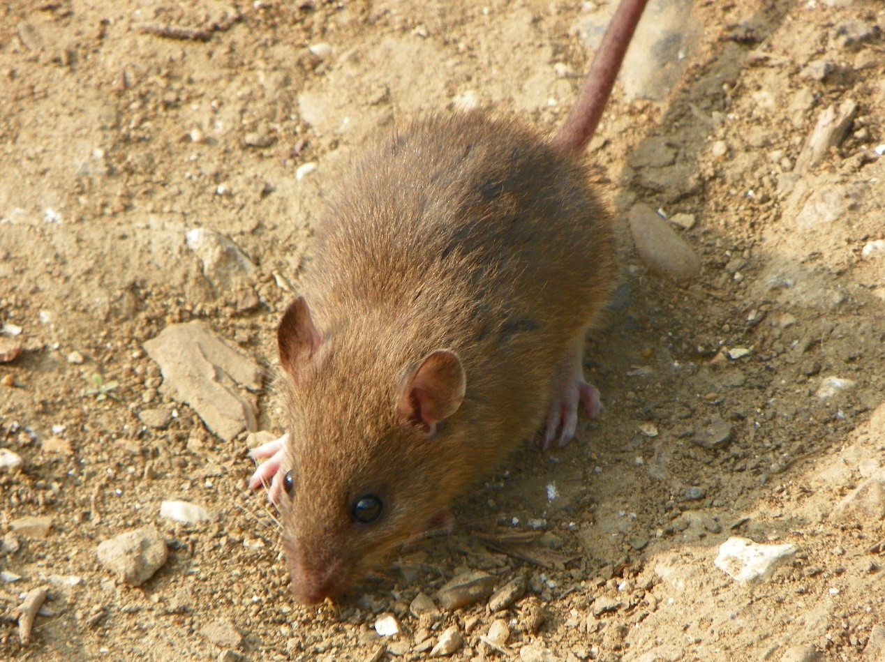 brownrat