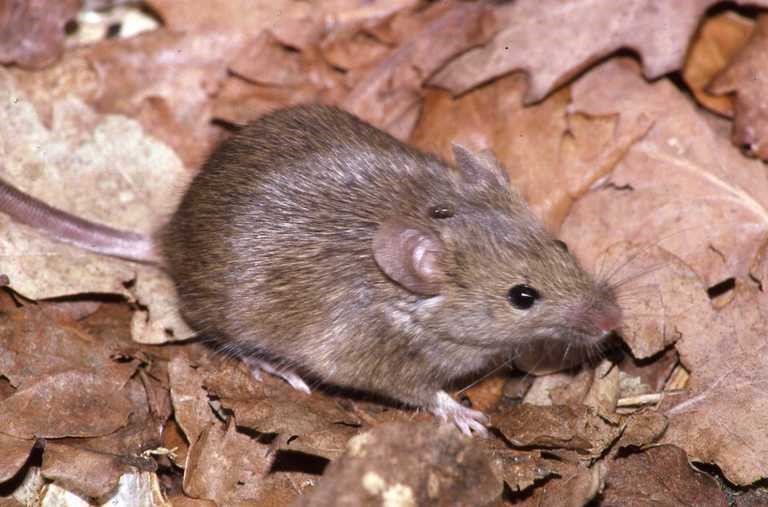 house mouse